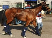 Military Attack Arriving In Singapore<br>Photo by Singapore Turf Club